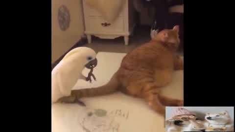 同在蓝天下 视频海报