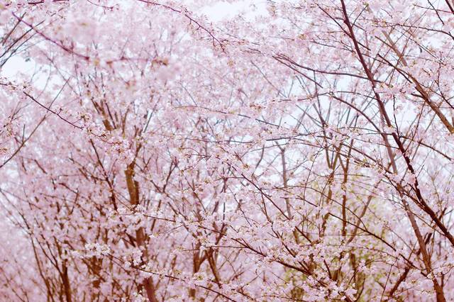 元宵节的结 视频缩略图