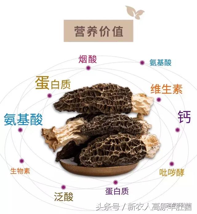 僵尸世界大战（粤语版） 视频海报