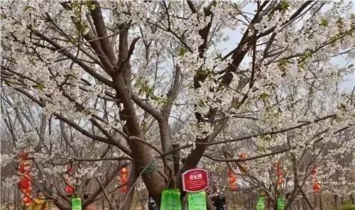 你的婚礼 视频海报