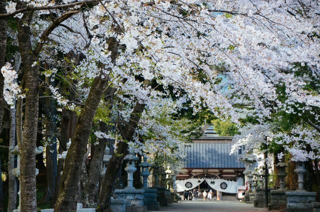 农场小牛牛：愚人节 视频缩略图