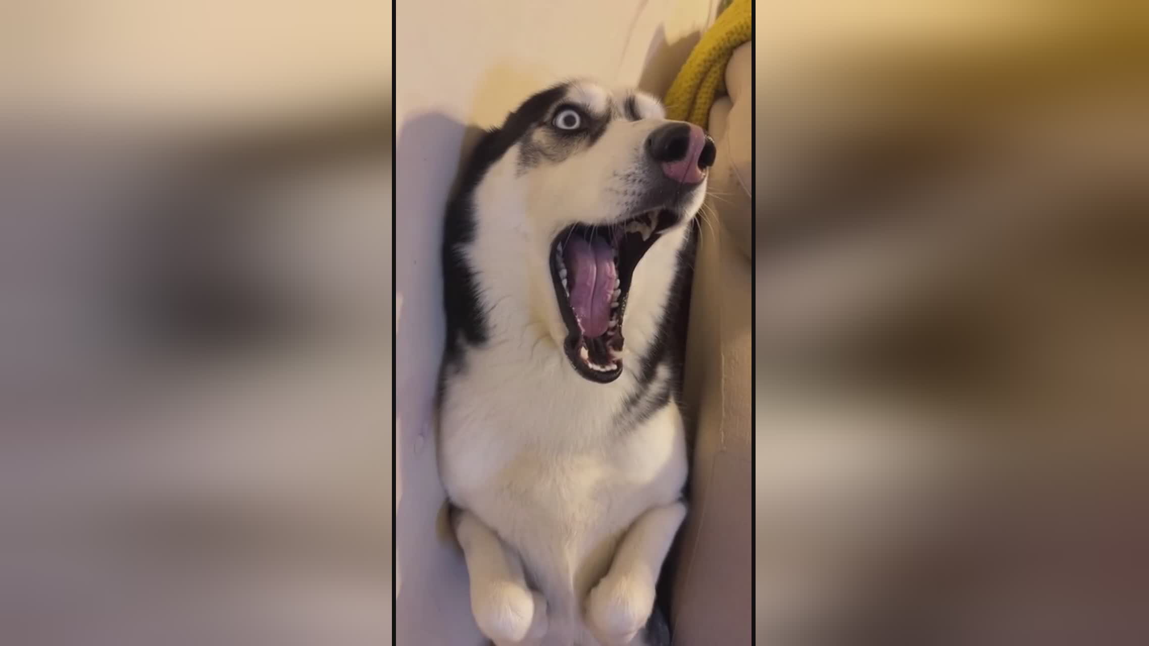 住货车的女士 视频缩略图