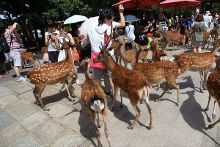 嗜血人鱼 视频缩略图