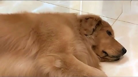 侏罗纪三角 视频海报