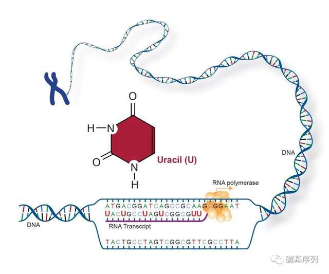 史蒂夫 Steve 视频海报