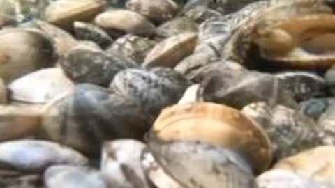 伍德布鲁斯的异想天开之旅 视频缩略图