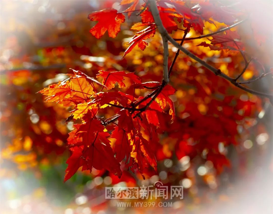 仙游记 视频海报