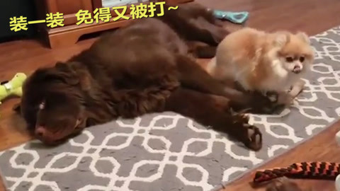 冥绝村 视频海报