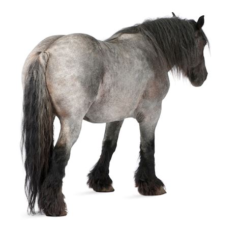 兄弟会 视频缩略图