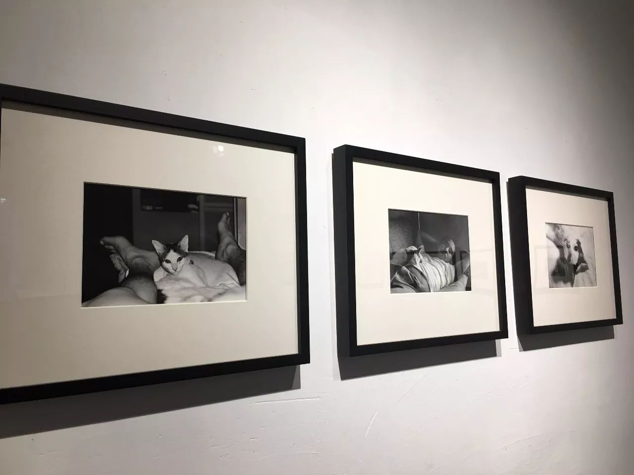 史蒂夫 Steve 视频缩略图