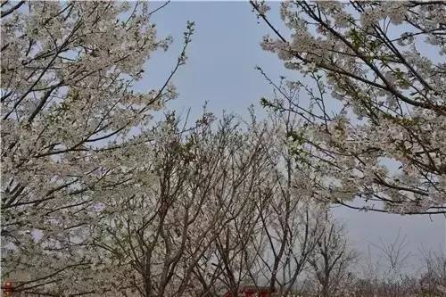 假如没有你 视频缩略图